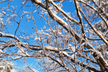 Alder catkins covered with hoarfrost against the blue sky
