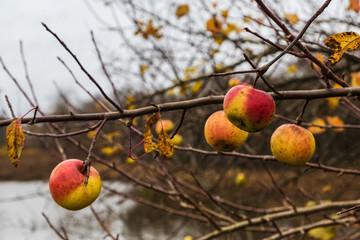 dried apples and berries in autumn tree