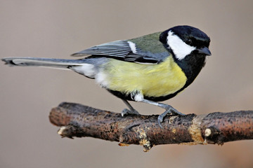 Naklejka premium Great Tit