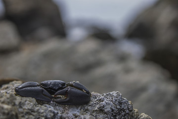 little krab © ezequiel