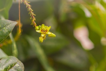 Close up of passiflora with details of petals and stamen