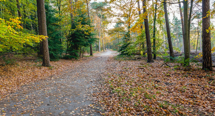 Obraz premium Sandy path in an autumnal forest