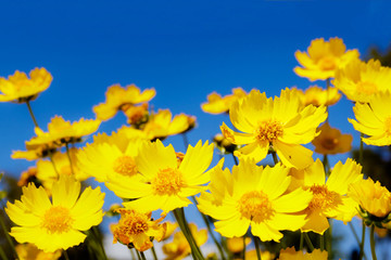 Yellow flower against blue sky