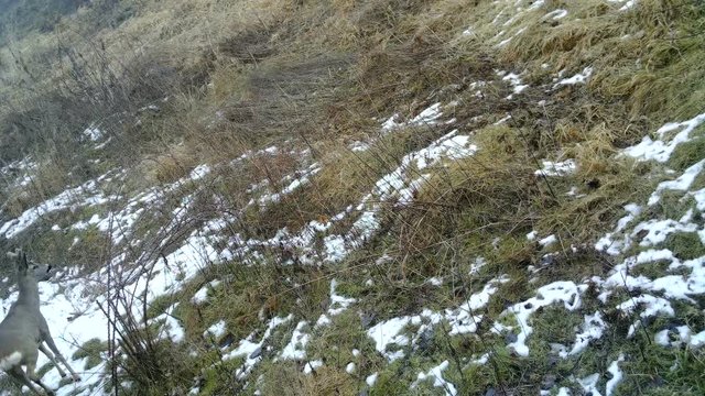 Capreolus capreolus (chevreuil,) in a forest in a winter day. Animals and Wildlife FullHD 1080p Video. Roe deer (Capreolus capreolus) also know as chevreuil, buck (male) or doe (femanle) is a mammal e