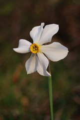 Narciso dei poeti (Narcissus poeticus) - fiore