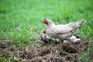 Hen and chickens on green grass