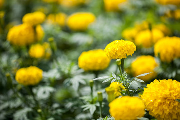 Beautiful Marigold flowers
