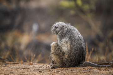 Chacma baboon in Kruger National park, South Africa
