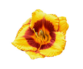 Yellow daylily (Hemerocallis) isolated on white