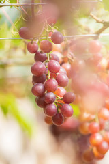 Ripe grapes in fall Ripe grapes growing at wine fields