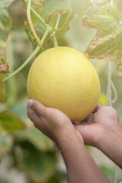Farmer holding in hands fresh yellow melon harvest on the field