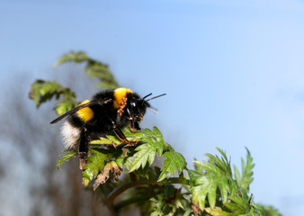 Yellow and black bee is sitting on green leaves against the blue sky.
