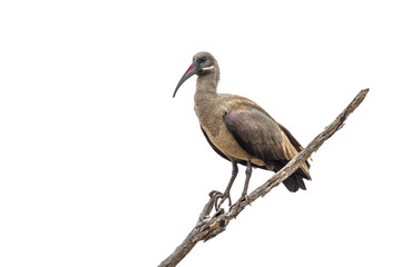Hadada ibis in Kruger National park, South Africa
