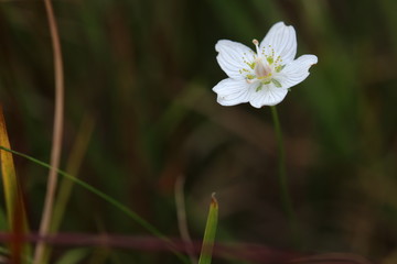 Beautiful blossom of the marsh grass of Parnassus (Parnassia palustris)