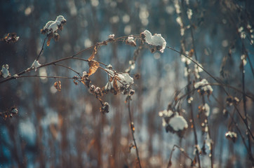 Burdock covered with snow winter background