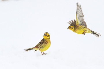 Fototapeta premium two yellow birds on snow bunting