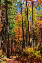 Autumn forest in Germany