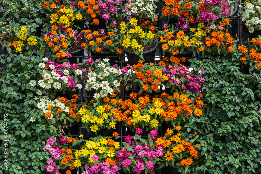 Wall mural vertical garden green plant and flower wall