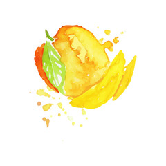 Obraz na płótnie Canvas Juicy ripe mango fruit watercolor hand painting vector Illustration