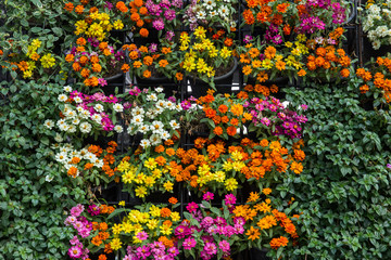 vertical garden green plant and flower wall