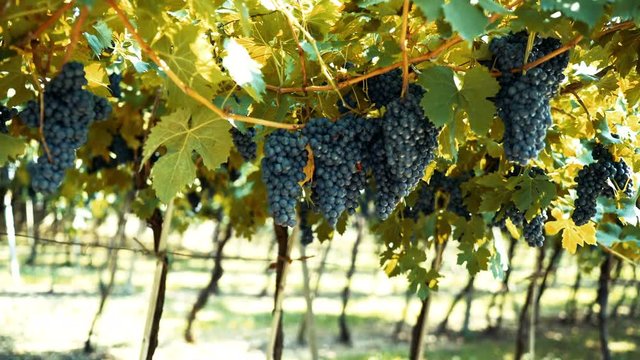 uva Amarone