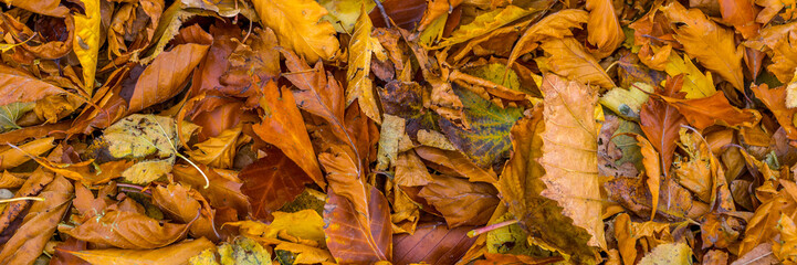 Autumn leaves panorama