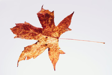 紅葉 枯れ葉 落ち葉 © TK6