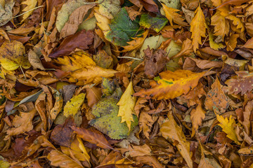 Autumn leaves 