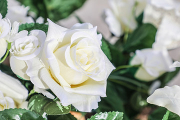 White rose in full bloom