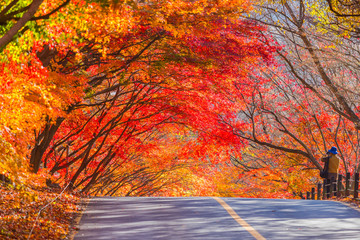 Autumn of Naejangsan National Park,South Korea