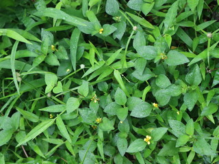 A lush greenery of watery clay in the village
