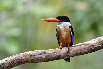  Black-capped Kingfisher beautiful blue bird with brown body white throat black head and red bills perching on a branch in fine natural soft lighting showing its chest feathers profile