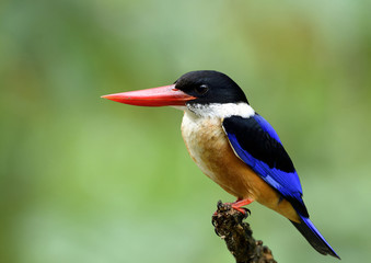 Fascinated animal, Black-capped kingfisher (Halcyon pileata) beautiful blue bird with brown body white neck black head and vivid red bills perching on wooden pole over blur green background