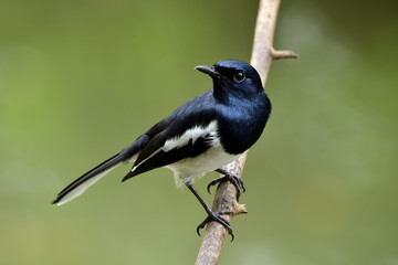 Male of oriental magpie-robin (Copsychus saularis) beautiful black and white with long tail bird perching on the branch over green blur background