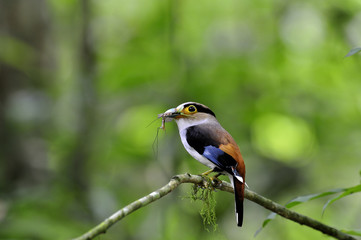 Silver-breasted broadbill (Serilophus lunatus) lovely white blue and brown bird with velvet necklace perching on thin branch carrying insect prey to feed her chicks, exotic aminal