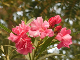 Beautiful Kaner Nerium oleander pink flowers Alluring white Red patteren flower closeup