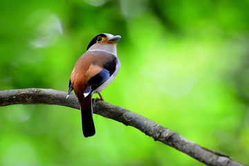 Silver-breasted broadbill (Serilophus lunatus) lovely white blue and brown bird with velvet necklace perching on branch over blur green background, exotic aminal