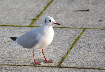 Mouettes sur Meuse