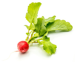 One whole red radish with fresh green leaves isolated on white background.