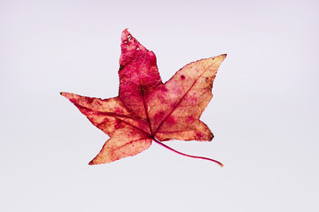 紅葉 枯れ葉 落ち葉