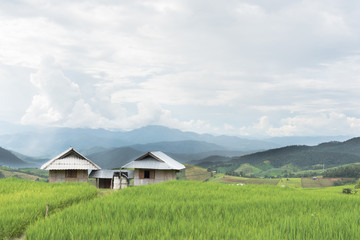 Plakat Rice fields on terraced