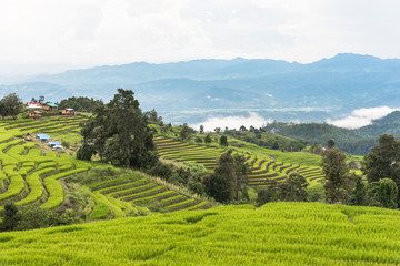 Rice fields on terraced