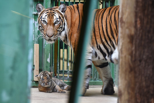Malayan tiger cub with its mom