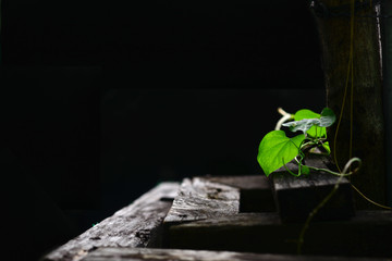 Green leafs on wooden level floor on black background