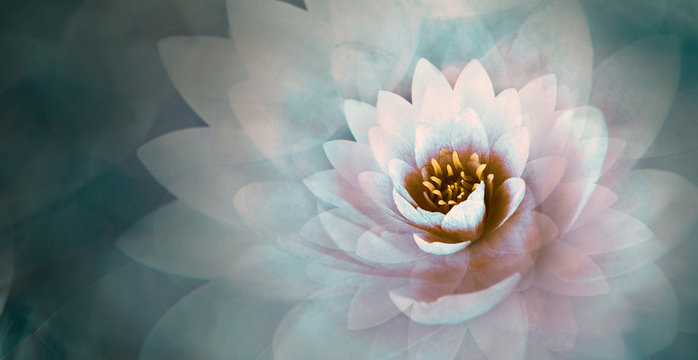 Fototapeta pink lotus flower with a dreamy blue background