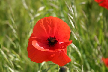 coquelicot