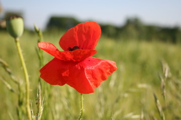 coquelicot