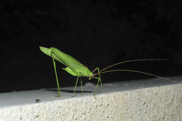 Katydid