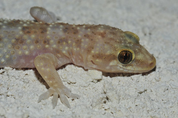 Gecko