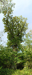 Upward panorama of the Koenigseiche (King Oak) in the nature reserve NSG Karlsberg-Oldenburger Holz in Mecklenburg-Vorpommern, Germany